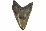 Serrated, Fossil Megalodon Tooth - Georgia #107275-1